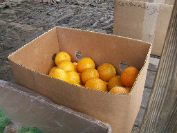 fresh fruit at utr gulch